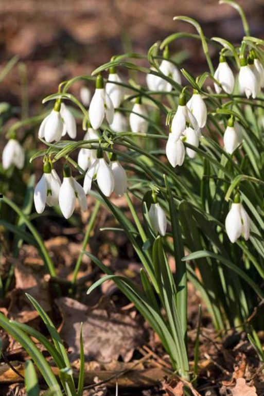 snowdrops at Copped Hall